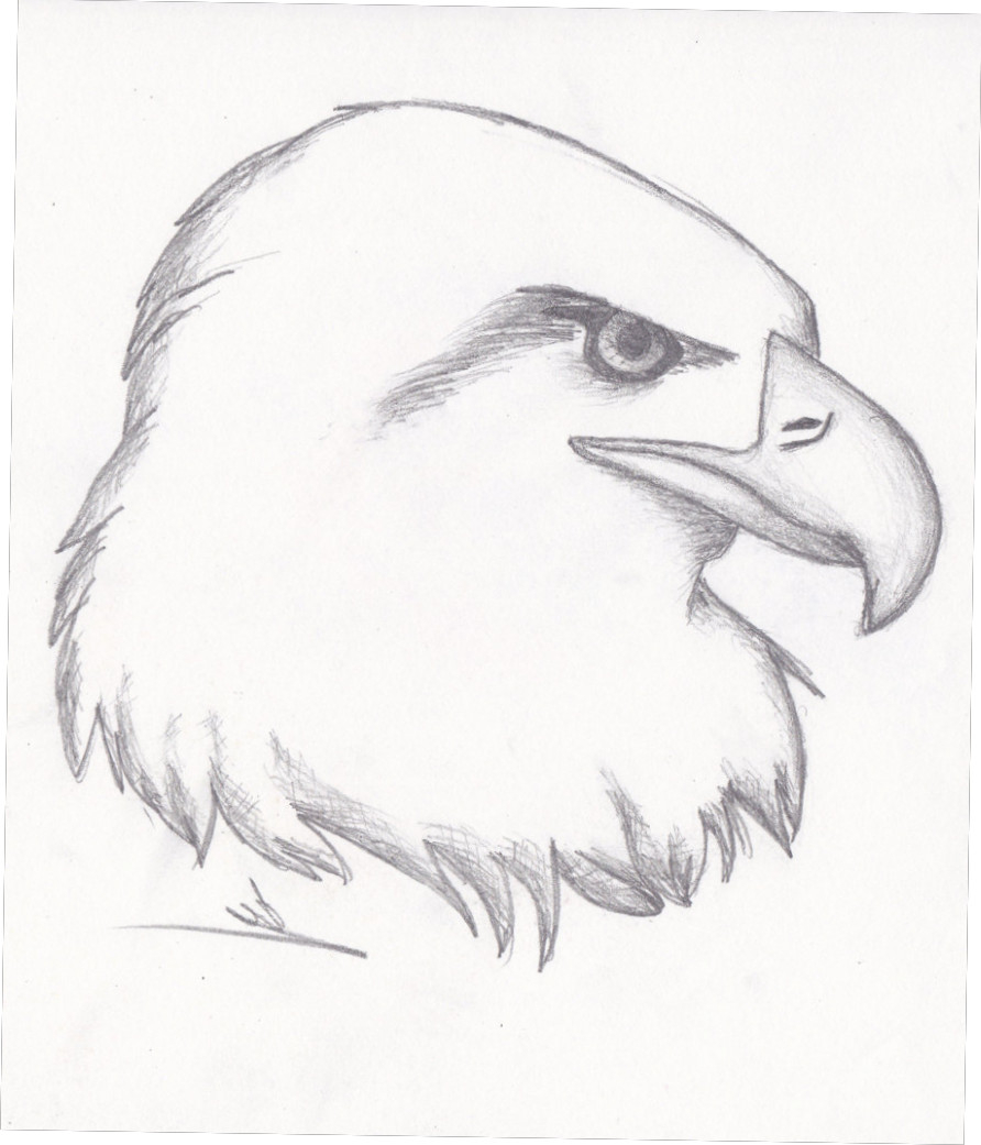 Realistic Animal Drawing at GetDrawings Free download