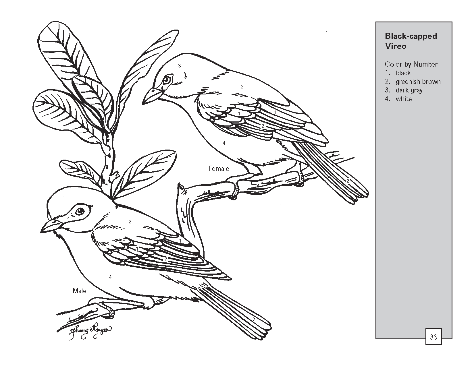 Realistic Bird Drawing at GetDrawings | Free download