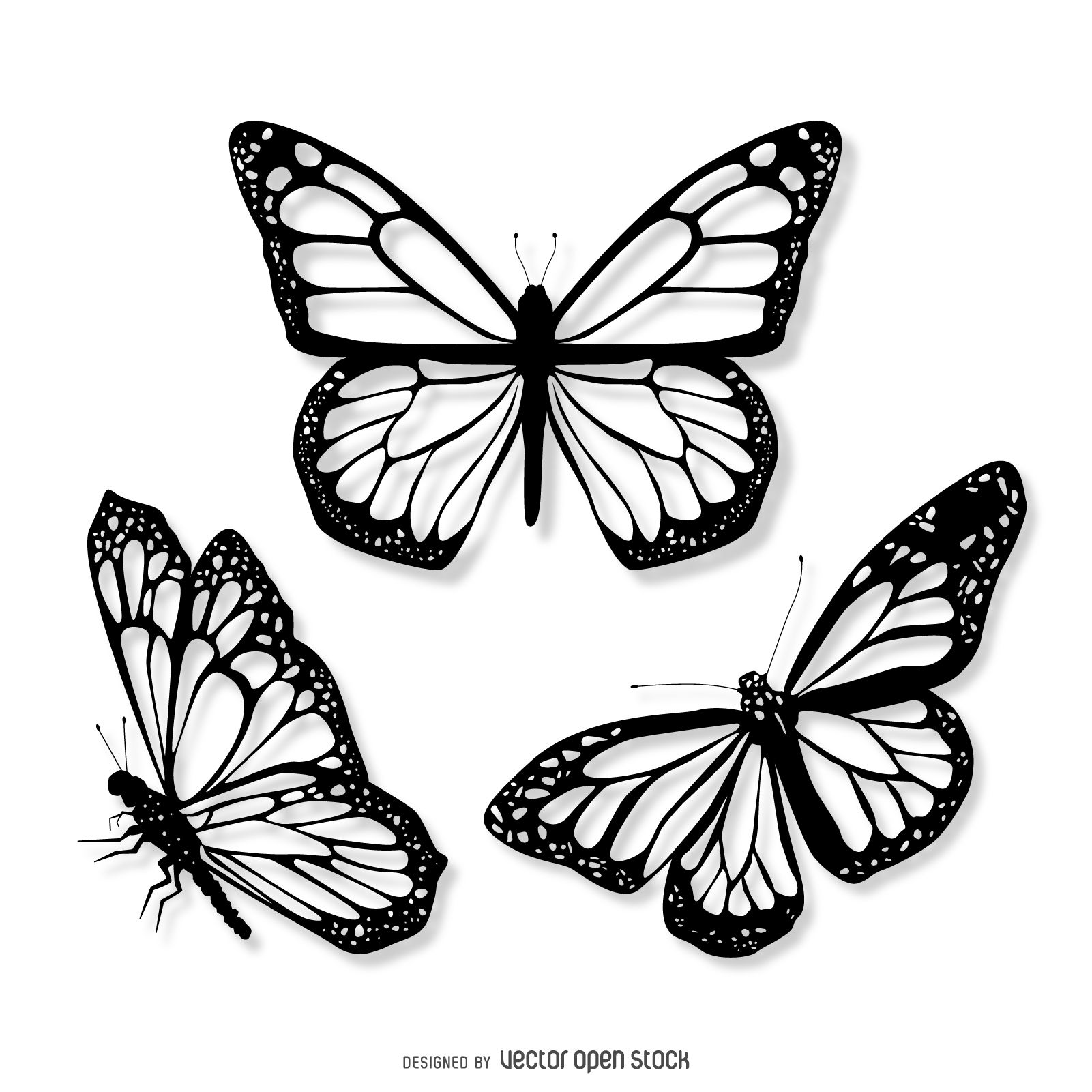 Realistic Butterfly Drawing at PaintingValley.com | Explore collection