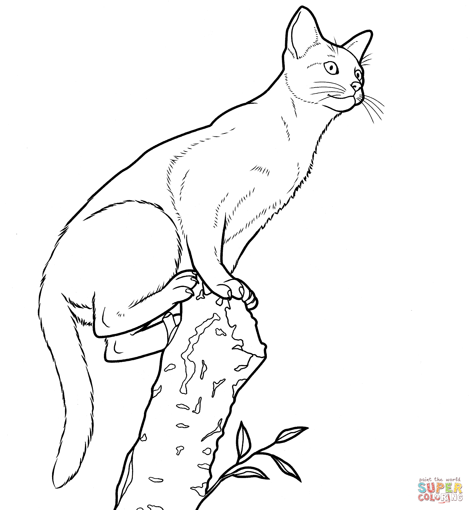 Realistic Cat Drawing at GetDrawings Free download