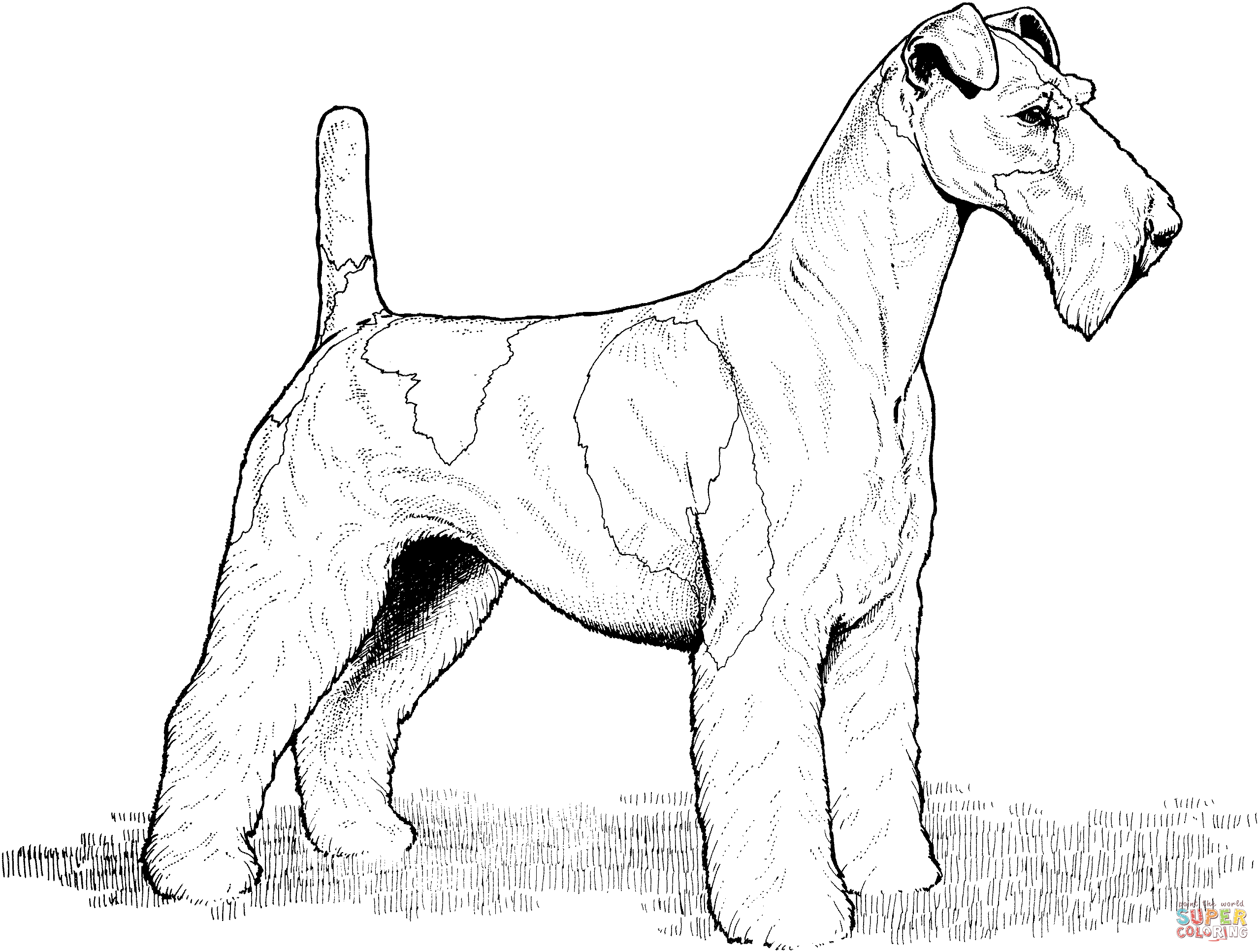 Cartoon Realistic Dog Coloring Pages for Adult