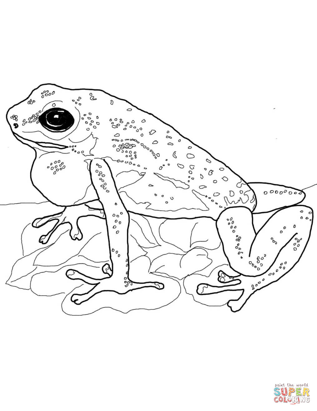 Realistic Frog Drawing at GetDrawings Free download