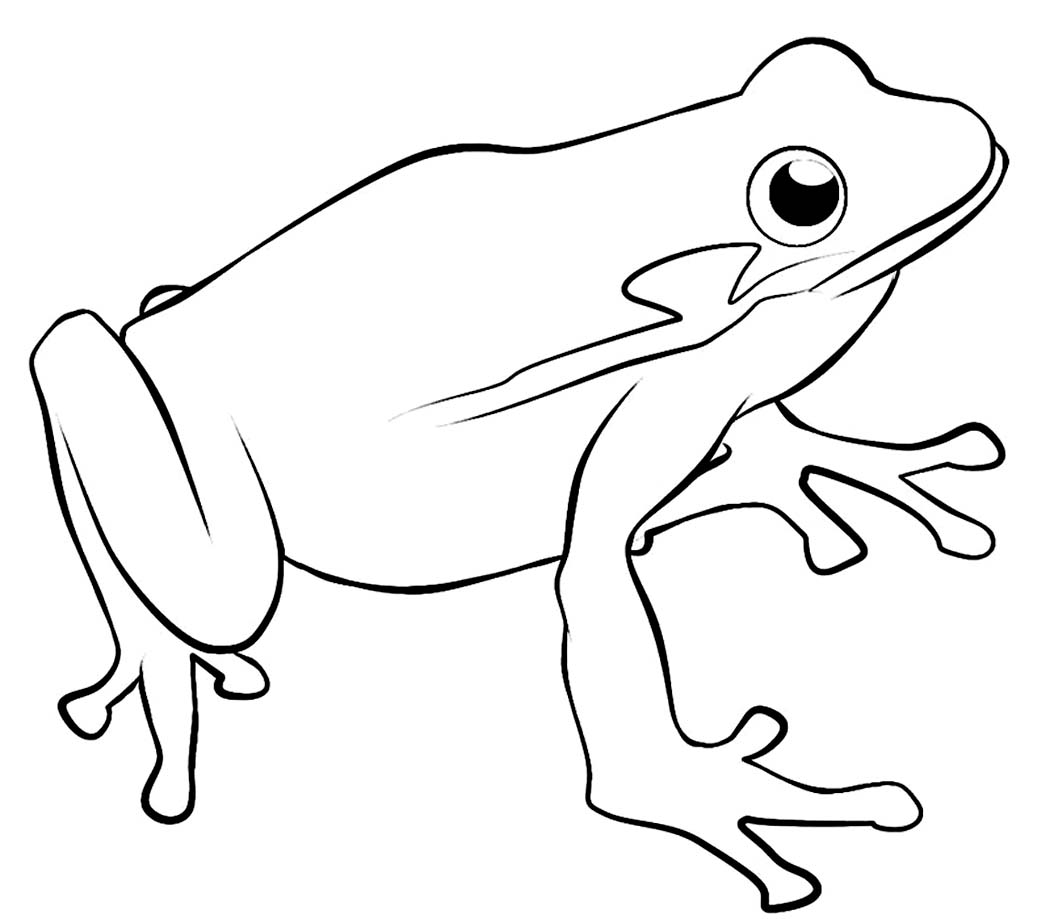 Realistic Frog Drawing At GetDrawings Free Download