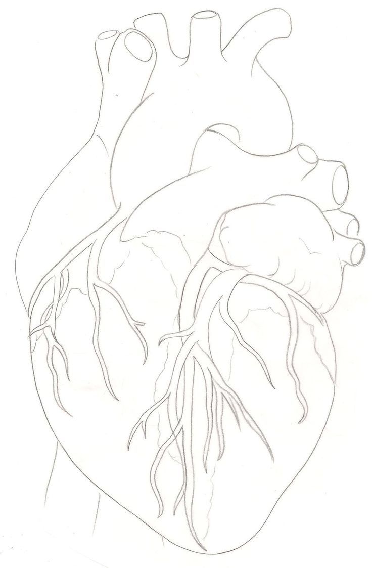 anatomical human heart drawing