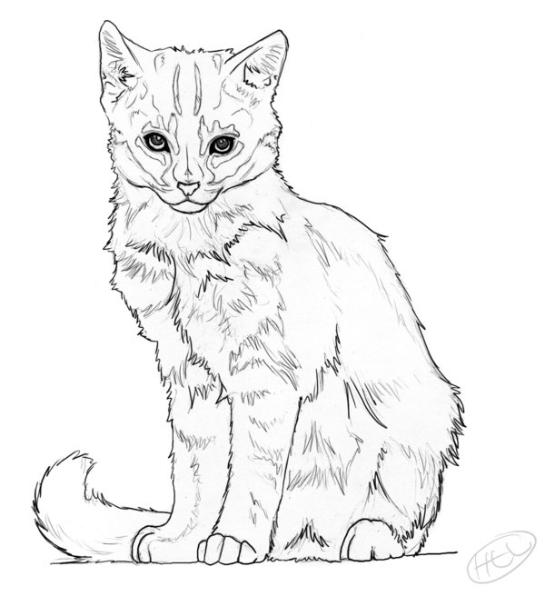 Realistic Kitten Drawing at GetDrawings Free download