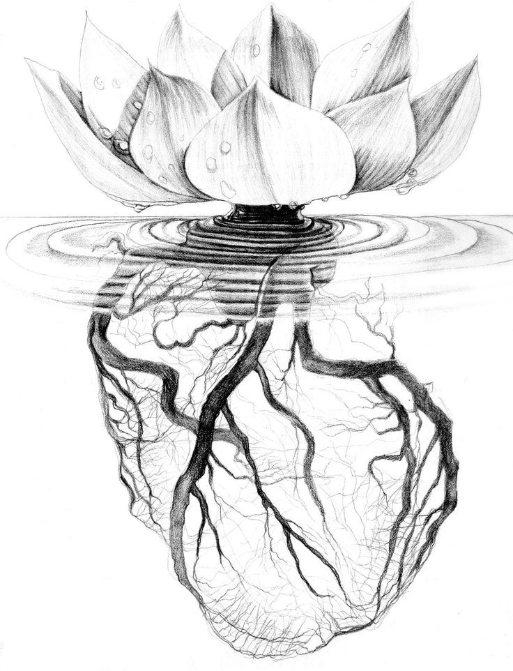 realistic-lotus-flower-drawing-at-getdrawings-free-download