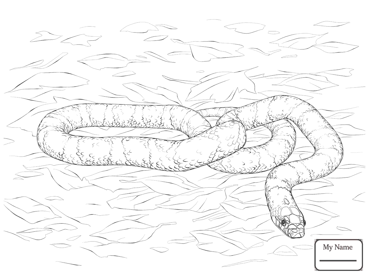 Раскраска змея Анаконда