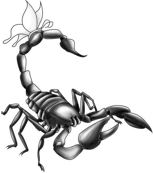 Realistic Scorpion Drawing At GetDrawings | Free Download