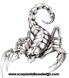 Realistic Scorpion Drawing At GetDrawings | Free Download