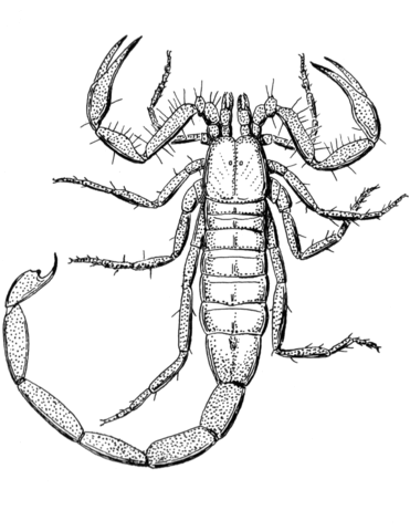 Realistic Scorpion Drawing at GetDrawings | Free download