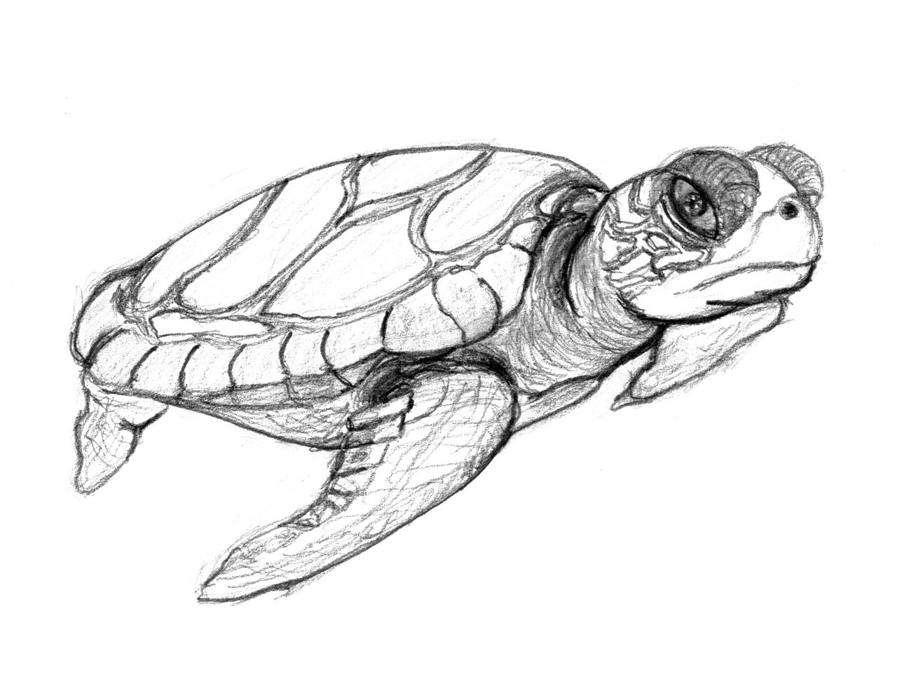 Realistic Sea Turtle Drawing at GetDrawings Free download