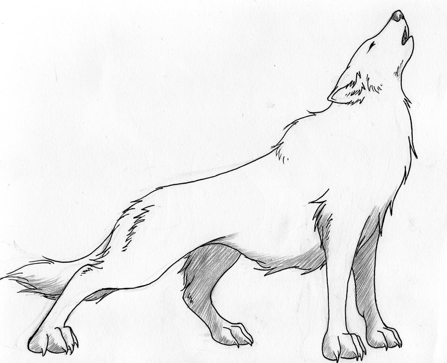 The best free Wolf drawing images. Download from 9452 free