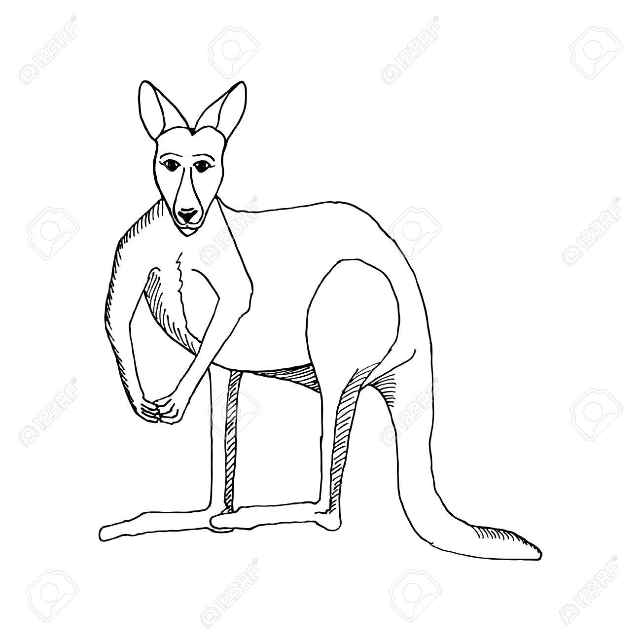 Наброски кенгуру карандашом