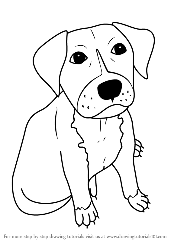 Red Nose Pitbull Drawing at GetDrawings | Free download