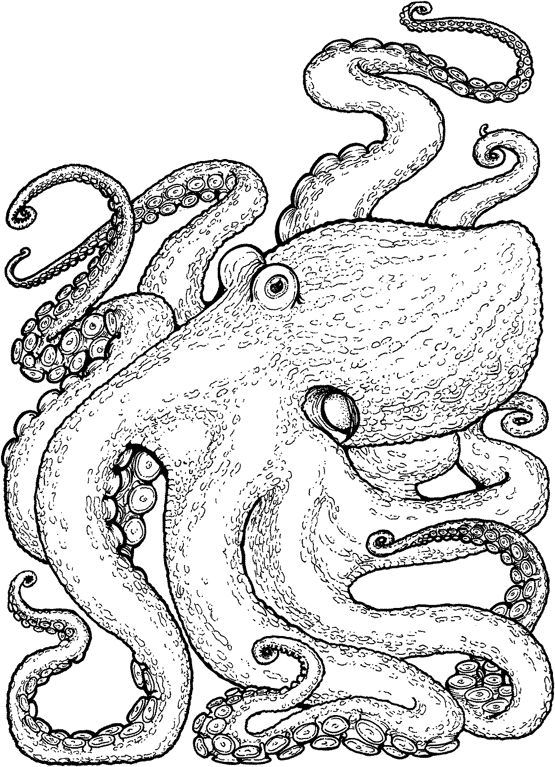 Контурное изображение осьминога