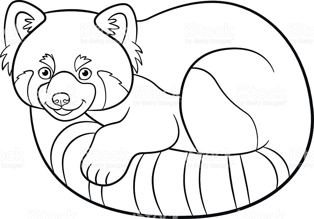 red panda drawing