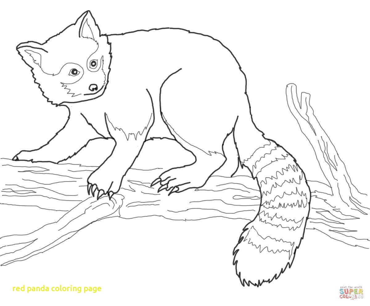 Red Panda Drawing at GetDrawings | Free download