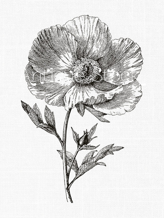 Red Poppy Flower Drawing at GetDrawings | Free download