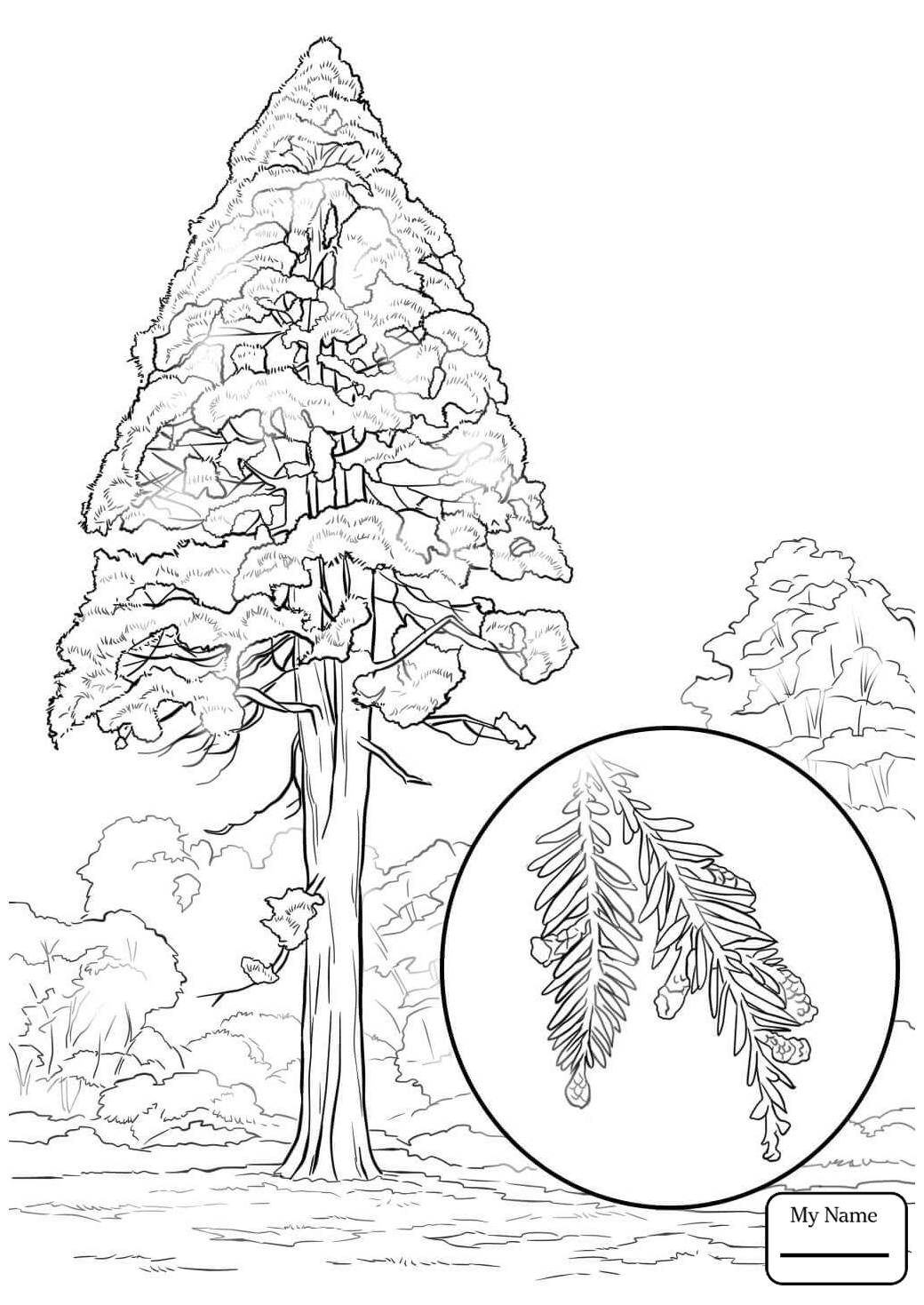 Redwood Drawing at GetDrawings Free download