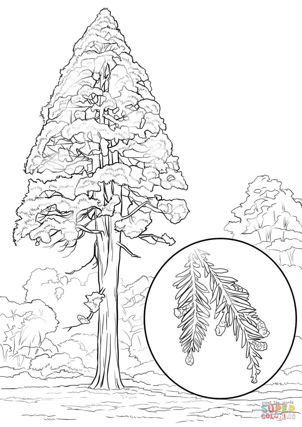 Redwood Tree Coloring Pages