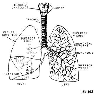 Respiratory System Drawing at GetDrawings.com | Free for personal use