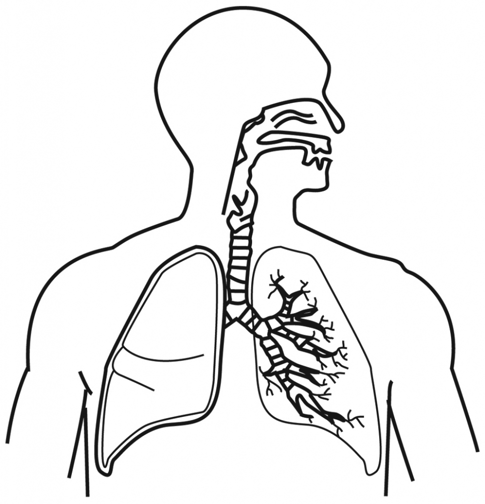 Respiratory System Drawing at GetDrawings Free download