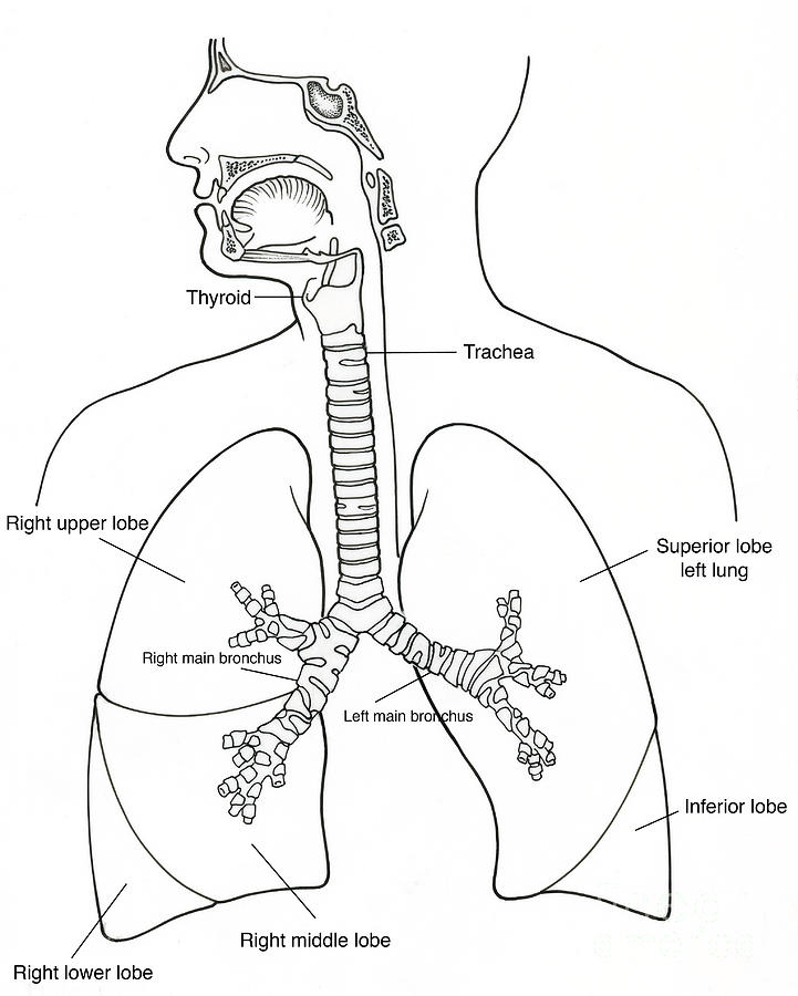 Respiratory System With Label Drawing at GetDrawings Free download
