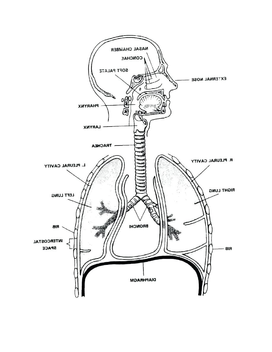 label-the-respiratory-system-answers-pensandpieces