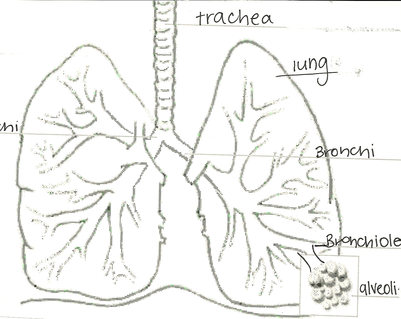 Respiratory System With Label Drawing At Getdrawings