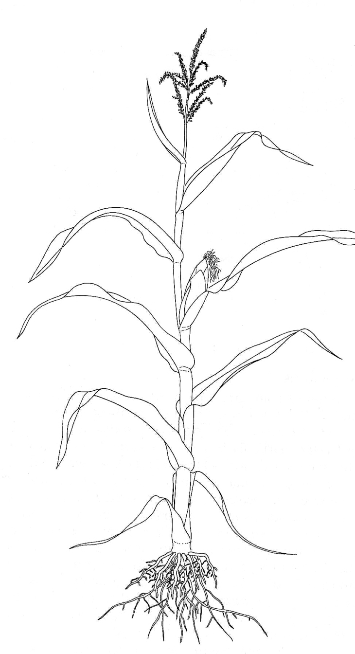 Rice Plant Drawing