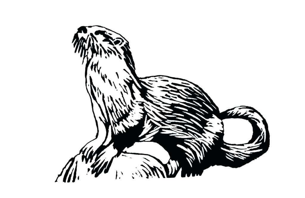 River Otter Drawing at GetDrawings | Free download