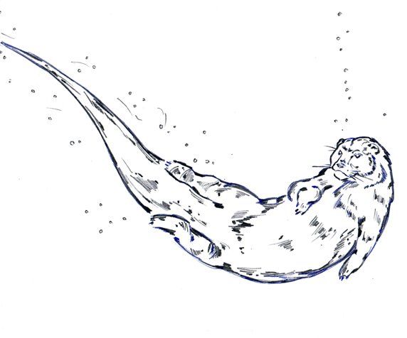 River Otter Drawing at GetDrawings | Free download