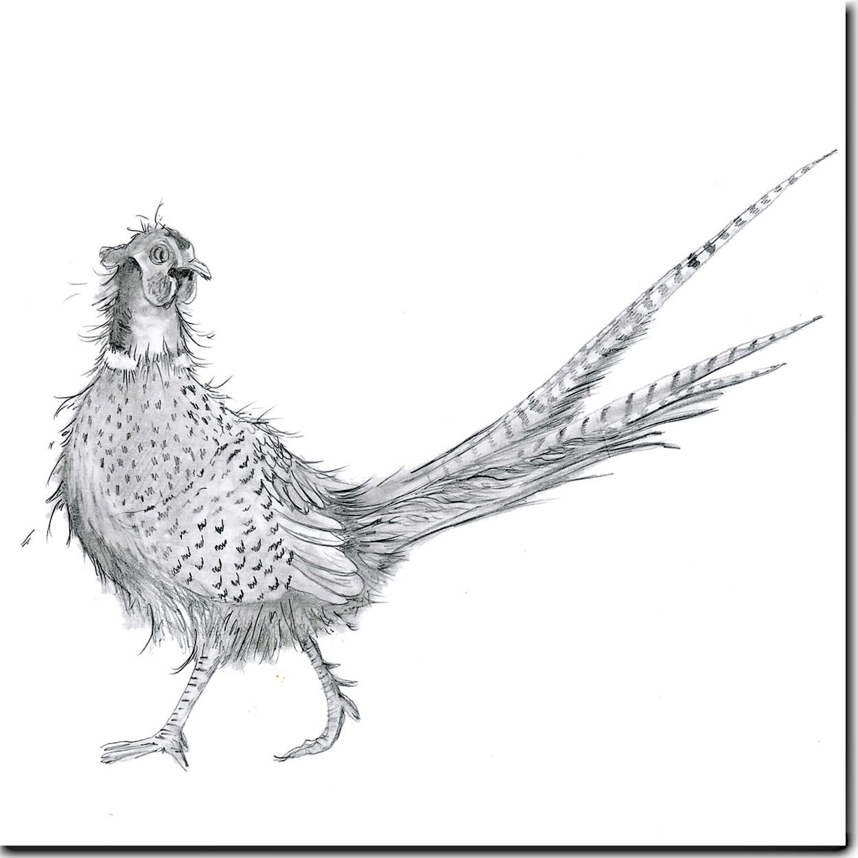 Roadrunner Bird Drawing at GetDrawings | Free download