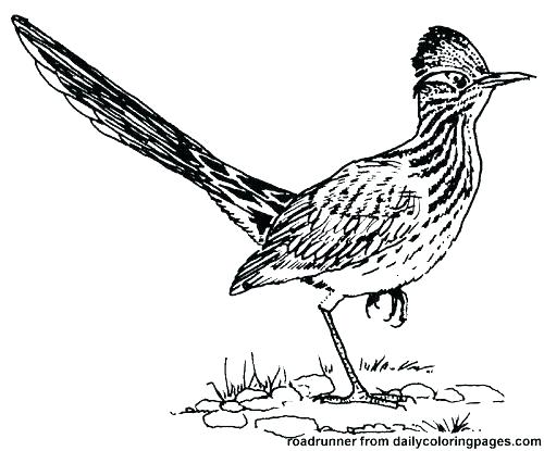 the-best-free-roadrunner-drawing-images-download-from-112-free