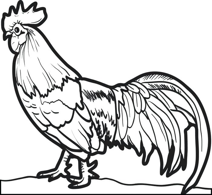 Rooster Chicken Drawing at GetDrawings Free download