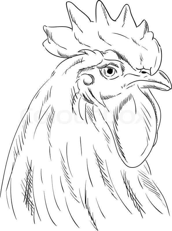 Rooster Head Drawing at GetDrawings Free download