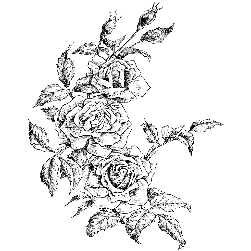 Rose Border Drawing at GetDrawings | Free download