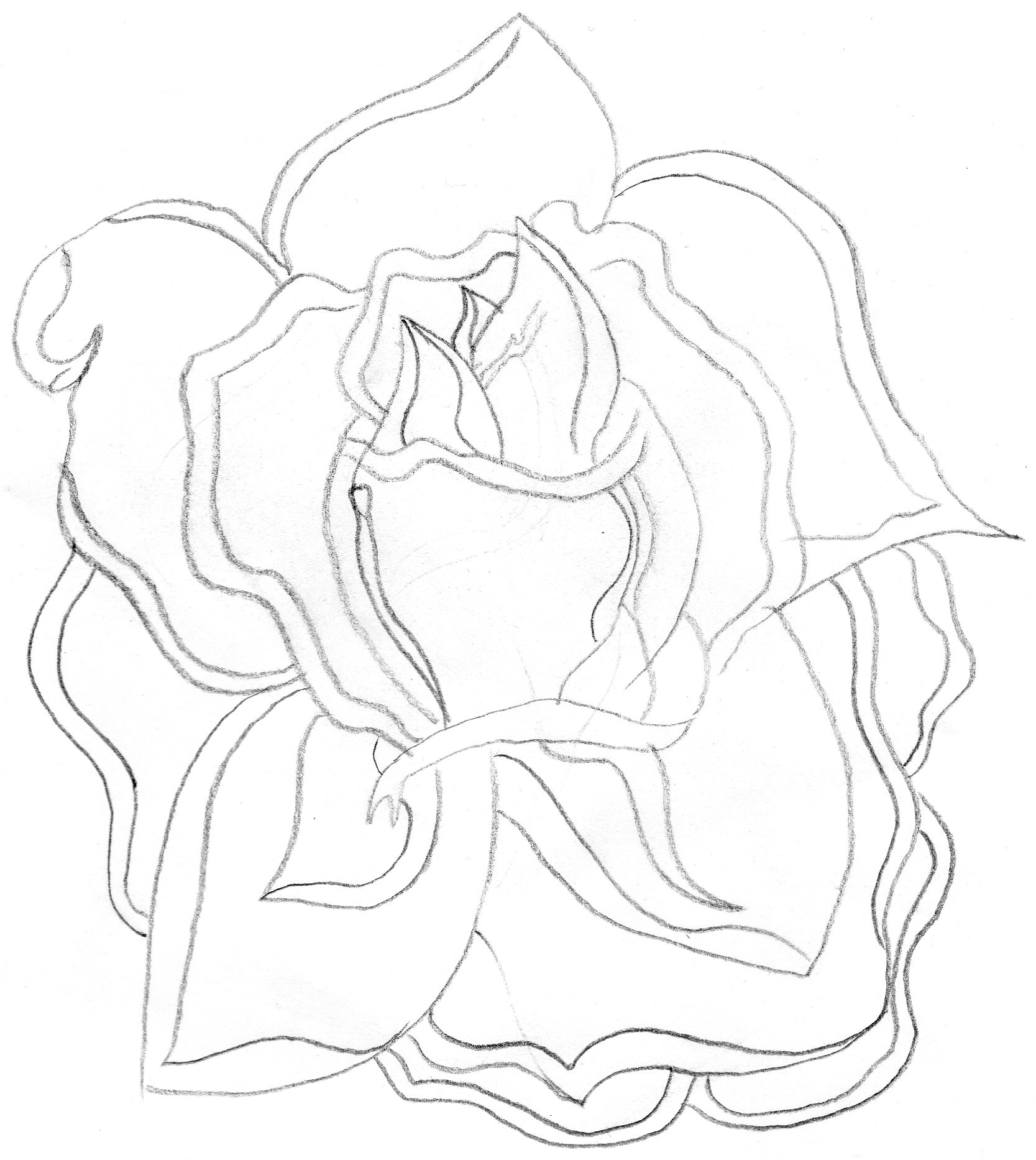 Rose Drawing Outlines at GetDrawings | Free download