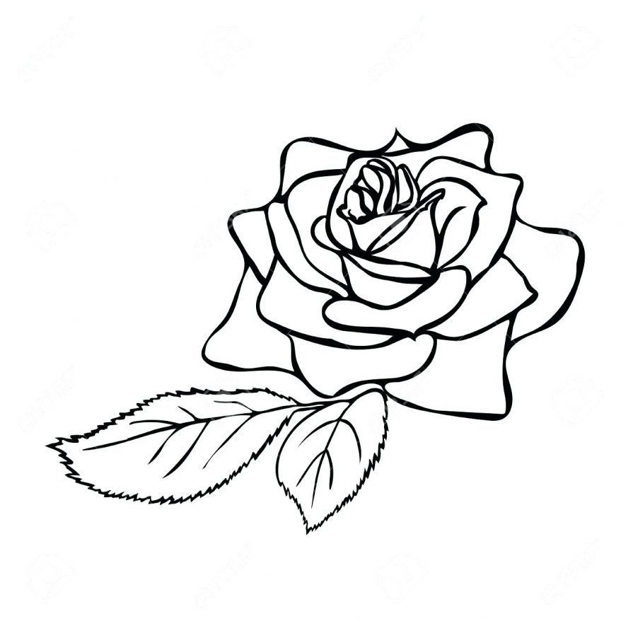 rose outline drawings