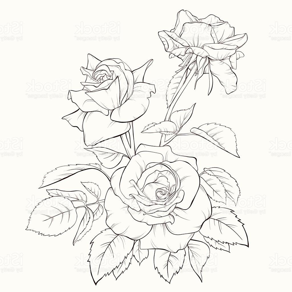 Rose Flower Line Drawing At Getdrawings 