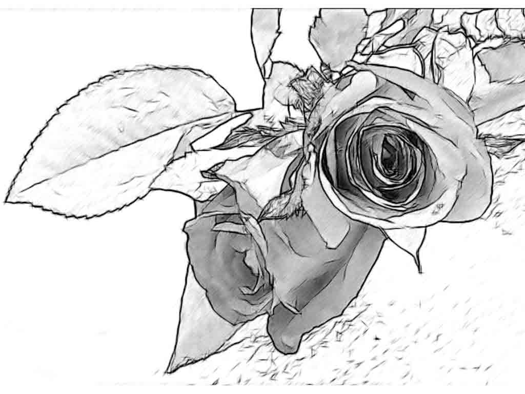 Rose Flower Pencil Drawing at GetDrawings | Free download