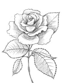 Rose Flower Pencil Drawing at GetDrawings | Free download