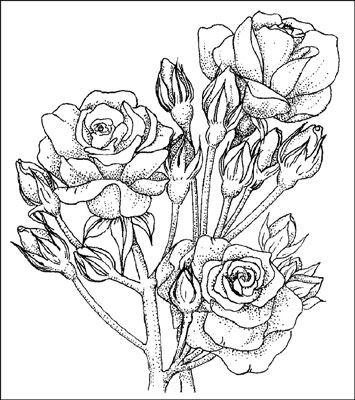 Easy Simple Rose Bush Drawing - Michael Arntz