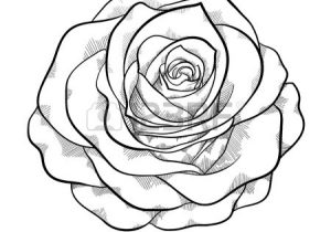 Rose Realistic Drawing at GetDrawings | Free download