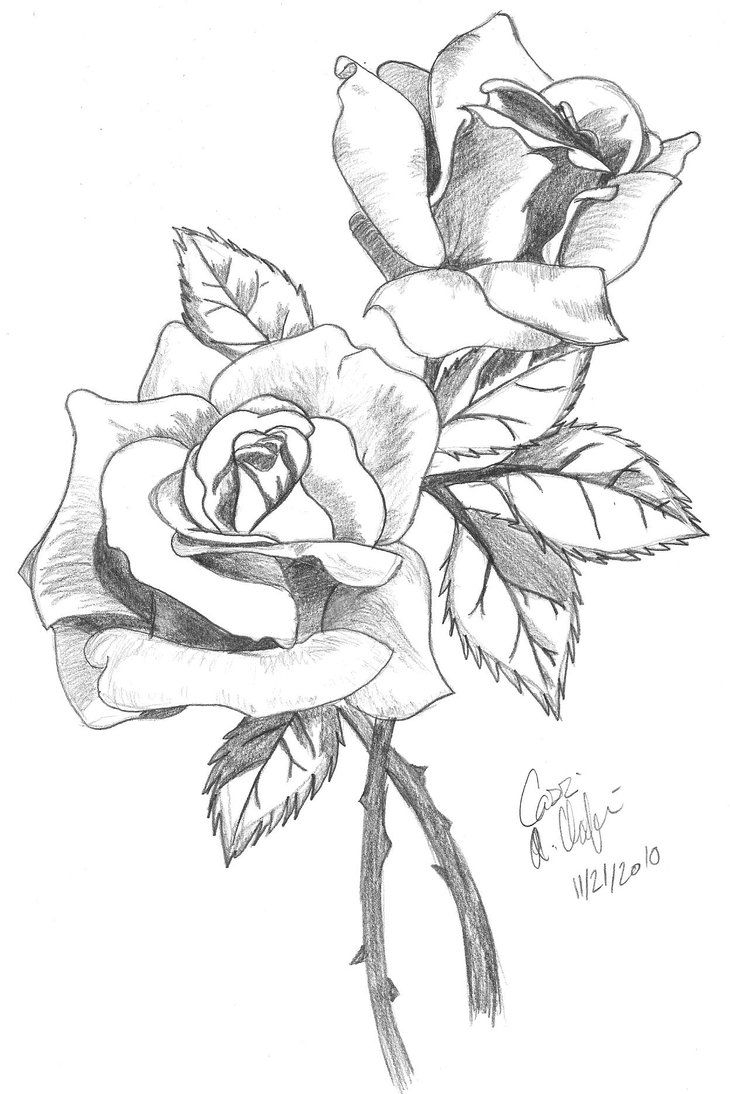 Rose With Thorns Drawing at Free for personal use