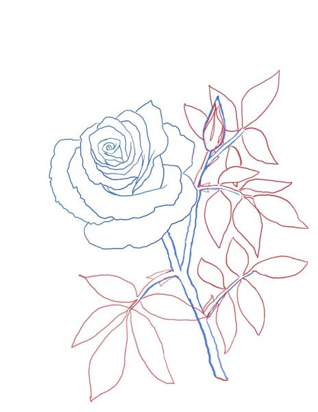 Rose Stem Drawing At Getdrawings 