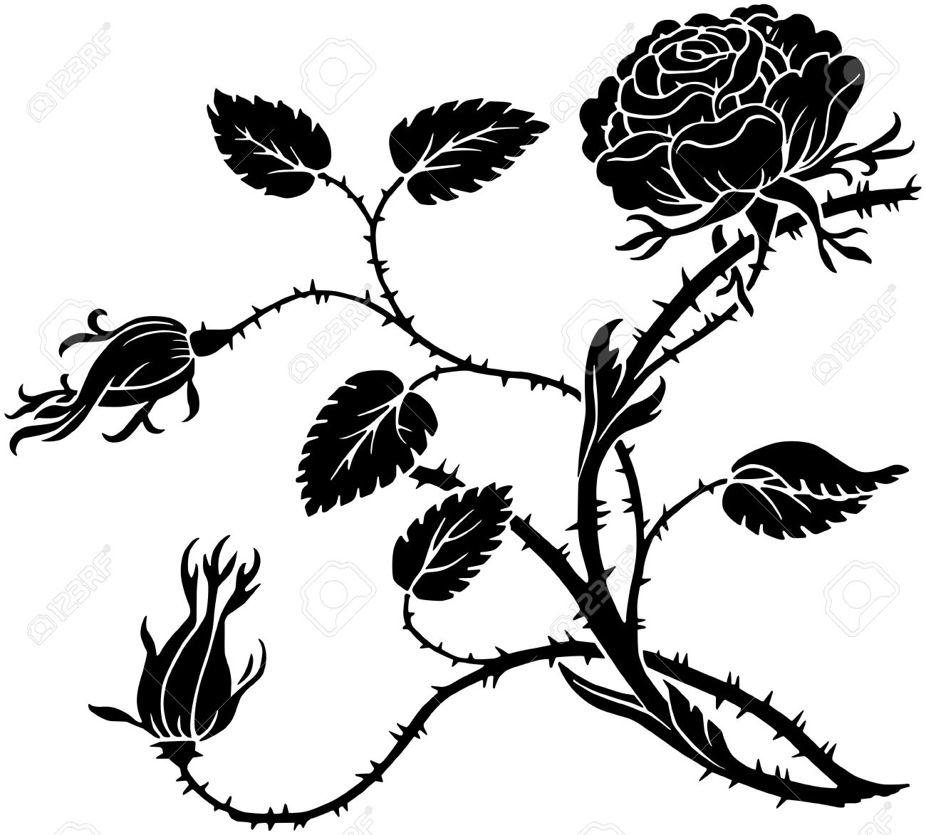 Rose With Thorns Drawing at GetDrawings Free download