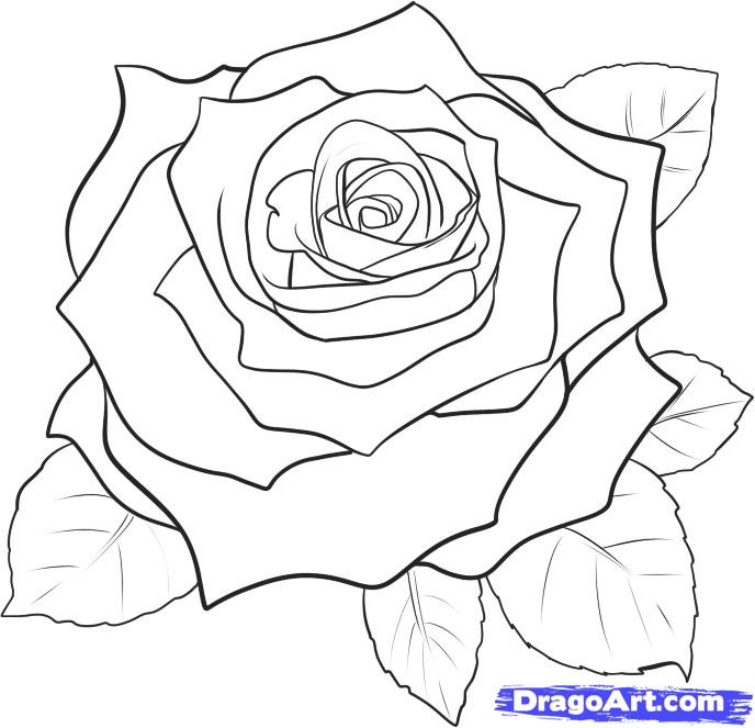 Roses Drawing Tutorial at GetDrawings