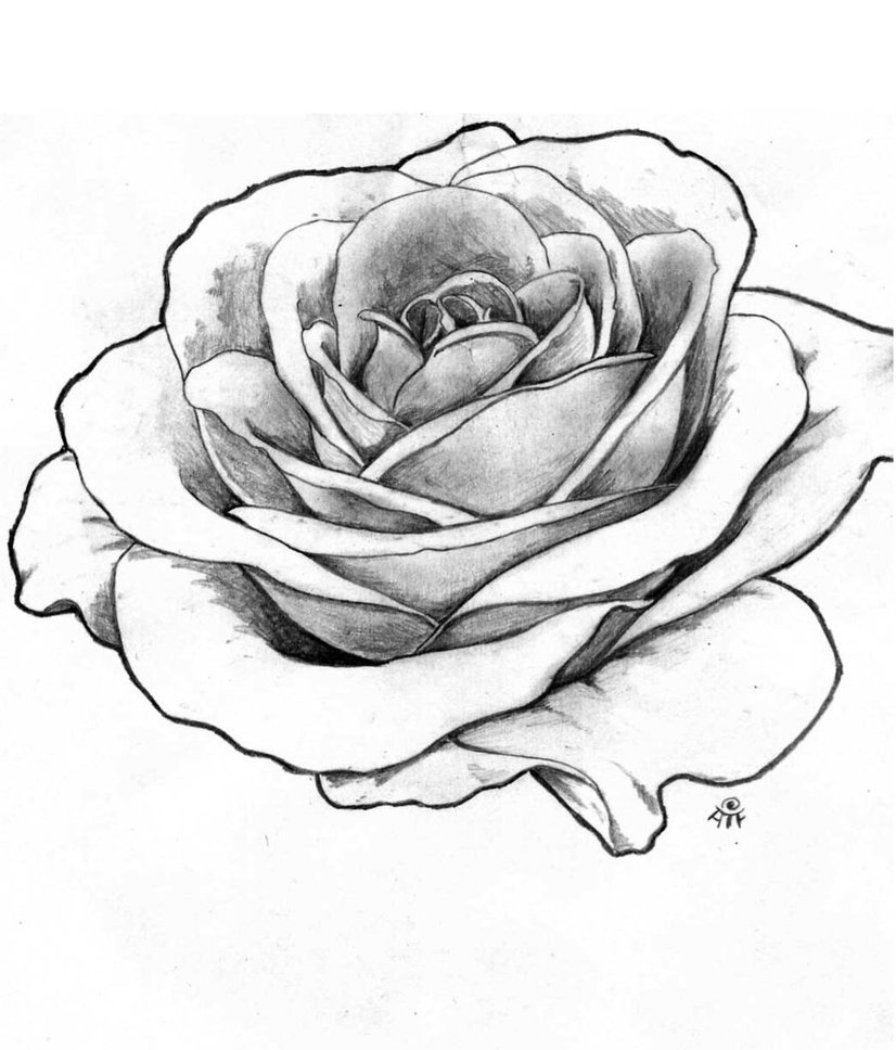 Realistic Rose Drawing Black And White.
