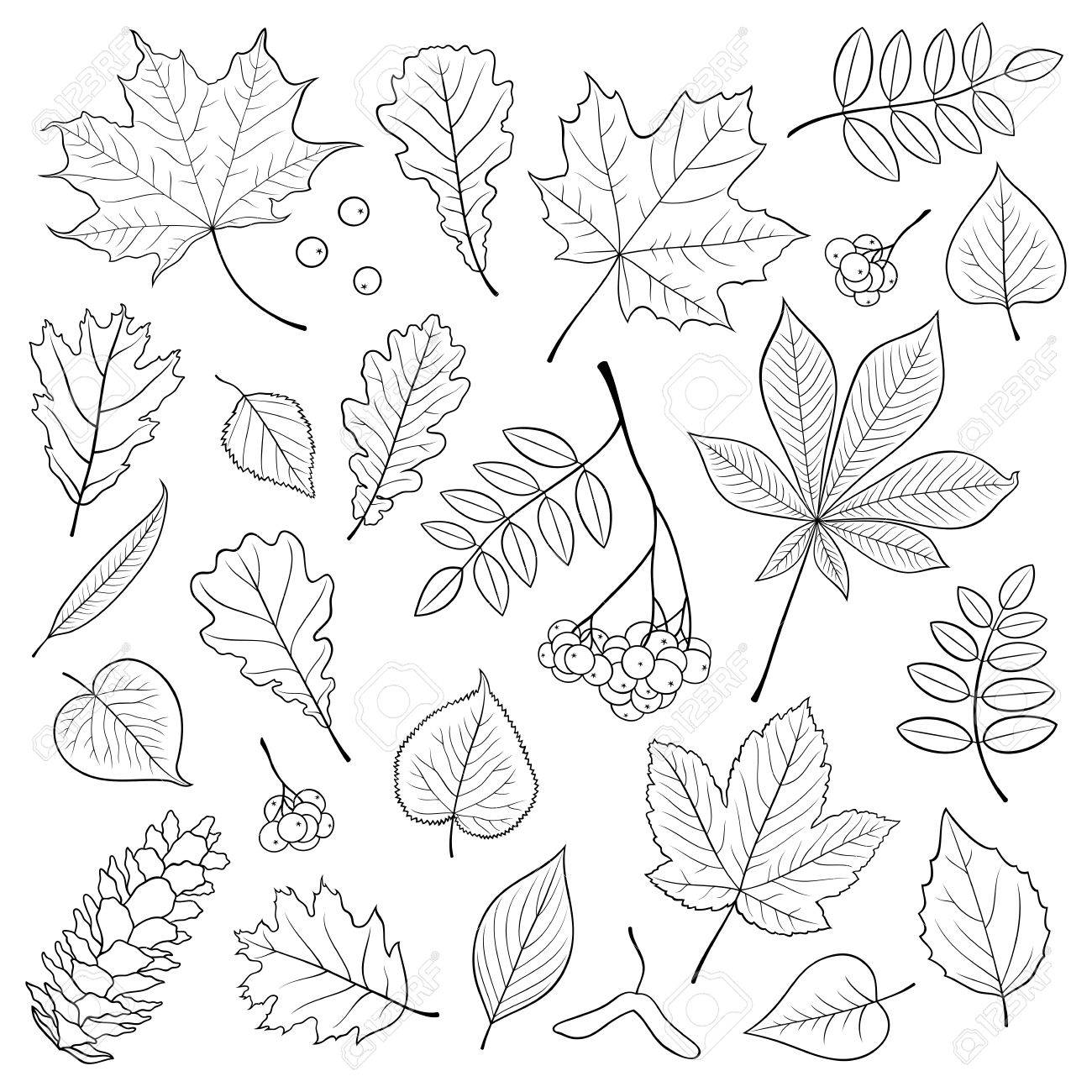 Осенние листочки раскраска рябина
